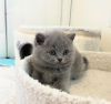 Photo №1. british shorthair - for sale in the city of New York Mills | 260$ | Announcement № 118021