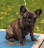 Additional photos: French Bulldog (RKF / FCI) - reverse brindle for show