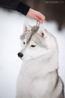 Additional photos: Purebred Siberian Husky puppies
