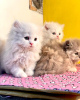 Photo №1. persian cat - for sale in the city of Helsinki | negotiated | Announcement № 99590