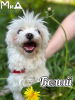 Photo №2 to announcement № 105209 for the sale of maltese dog - buy in Germany breeder