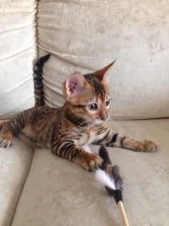 Photo №2 to announcement № 1374 for the sale of toyger - buy in Russian Federation private announcement