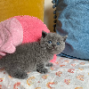 Photo №2 to announcement № 97546 for the sale of british shorthair - buy in Sweden private announcement