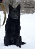 Photo №1. german shepherd - for sale in the city of Kharkov | 800$ | Announcement № 17870