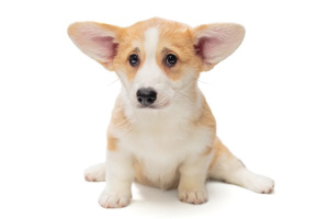 Photo №4. I will sell welsh corgi in the city of Москва. from nursery - price - 1189$