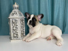 Photo №2 to announcement № 8956 for the sale of french bulldog - buy in Belarus from nursery