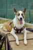 Photo №3. Handsome Sky is looking for a home and a loving family!. Russian Federation