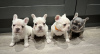 Photo №4. I will sell french bulldog in the city of Bremen. private announcement - price - 380$