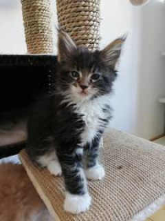 Photo №1. maine coon - for sale in the city of St. Petersburg | 700$ | Announcement № 393