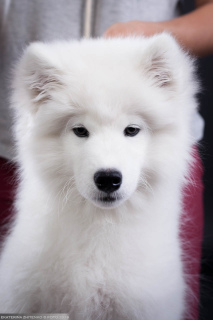 Additional photos: Samoyed. Girl breeding