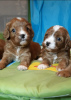 Additional photos: Maltipoo F1 puppies