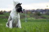 Additional photos: American Akita puppies