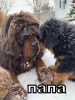Photo №3. Tibetan Mastiff puppies. Ukraine