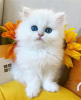 Photo №1. persian cat - for sale in the city of London | 211$ | Announcement № 123514