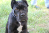 Photo №4. I will sell cane corso in the city of Brest. private announcement - price - 240$