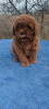 Photo №4. I will sell poodle (toy) in the city of Ужгород. private announcement, from nursery, breeder - price - 1479$