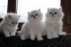 Photo №1. persian cat - for sale in the city of Cologne | 338$ | Announcement № 126360