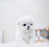 Photo №2 to announcement № 105062 for the sale of maltese dog - buy in Germany private announcement