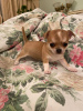 Photo №4. I will sell chihuahua in the city of Раубичи. breeder - price - 600$