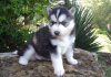 Photo №2 to announcement № 117959 for the sale of siberian husky - buy in Slovenia 