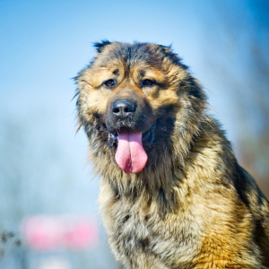 Photo №3. Lolita - a young Caucasian shepherd looking for his family! She is only one and. Russian Federation