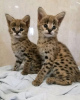 Photo №2 to announcement № 99475 for the sale of savannah cat - buy in Germany private announcement, from nursery