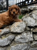 Additional photos: Cavapoo puppies for sale