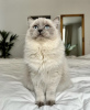 Photo №1. ragdoll - for sale in the city of Гамбург | 317$ | Announcement № 101792