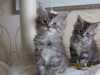 Photo №2 to announcement № 100464 for the sale of maine coon - buy in Latvia from nursery, breeder