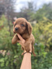 Additional photos: Cockapoo puppies for sale