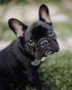 Additional photos: Beautiful french bulldog puppies for sale male and female