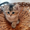 Photo №2 to announcement № 57415 for the sale of scottish fold - buy in Germany 