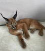 Photo №3. Pure breed caracal cat for sale and caracal kitten for adoption. United States