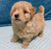 Additional photos: Toy Poodle puppies available