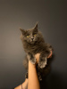 Photo №1. maine coon - for sale in the city of Zamość | 936$ | Announcement № 30208