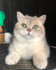 Photo №1. british shorthair - for sale in the city of Lviv | 600$ | Announcement № 95422