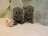 Photo №1. scottish fold - for sale in the city of Rüdersdorf | 370$ | Announcement № 118353