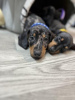 Photo №4. I will sell dachshund in the city of Амстердам. private announcement - price - 423$