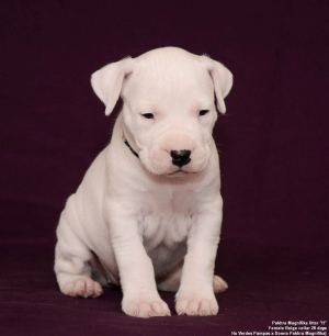 Photo №1. dogo argentino - for sale in the city of Moscow | Negotiated | Announcement № 4041