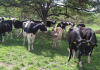 Photo №3. 50 HEALTHY CALVES AND HEIFERS FOR SALE in France