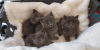 Photo №1. russian blue - for sale in the city of Антверпен | 264$ | Announcement № 115086