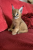 Photo №1. caracal - for sale in the city of Oberhausen | 317$ | Announcement № 99749