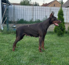 Additional photos: Doberman puppies