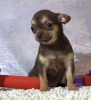 Photo №3. Puppy for sale chihuahua white-fawn-lilac. Russian Federation
