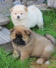 Photo №2 to announcement № 5590 for the sale of chow chow - buy in Russian Federation from nursery, breeder