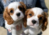 Photo №2 to announcement № 123827 for the sale of cavalier king charles spaniel - buy in Finland private announcement, breeder