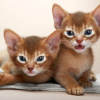 Photo №1. abyssinian cat - for sale in the city of Berlin | 317$ | Announcement № 70404