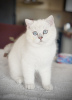 Photo №2 to announcement № 43786 about purchase of british shorthair - buy in Bulgaria private announcement