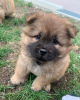 Photo №1. chow chow - for sale in the city of Helsinki | negotiated | Announcement № 70020