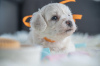 Photo №2 to announcement № 90134 for the sale of bichon frise - buy in Serbia breeder